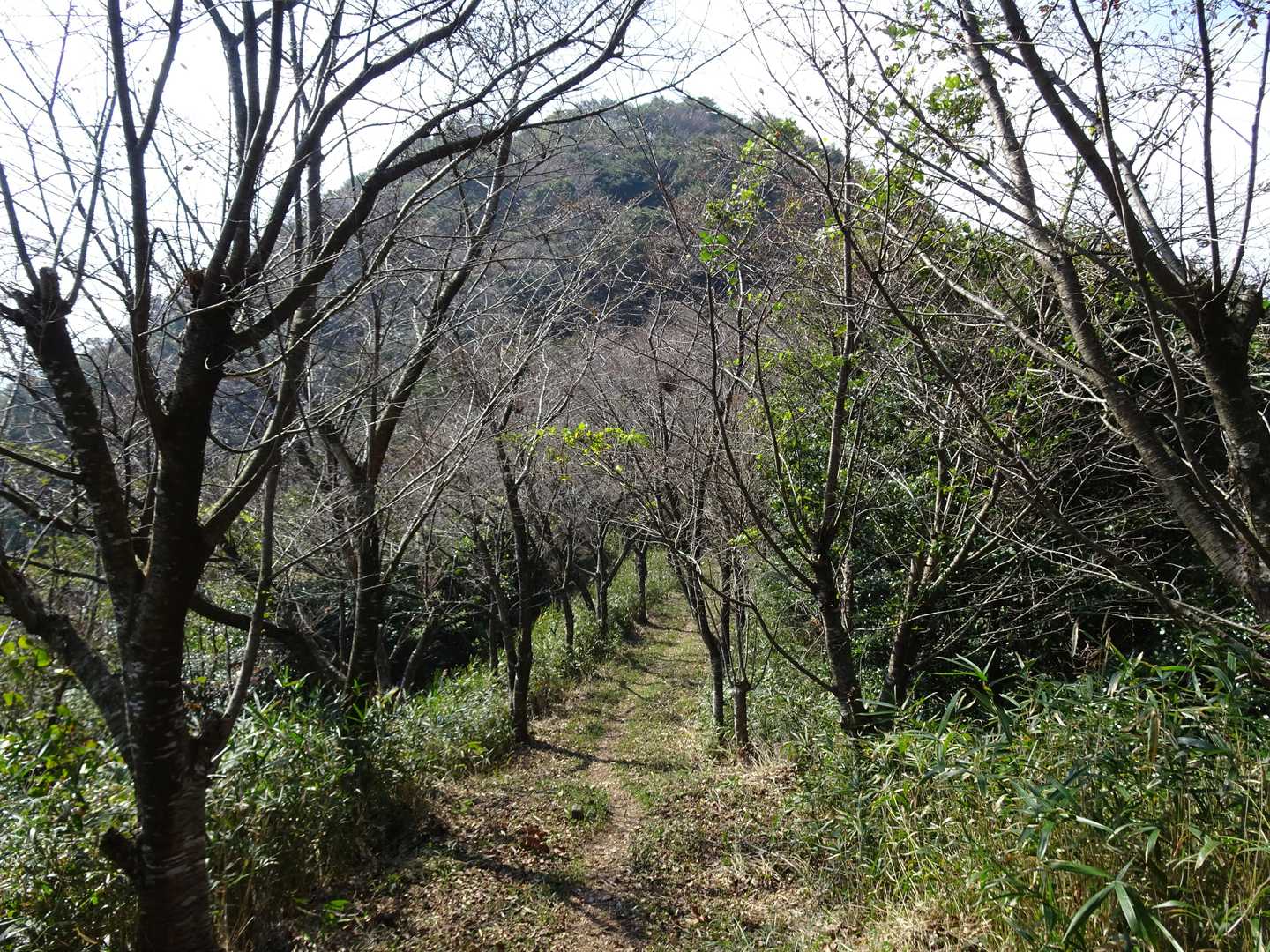 正面に障子ヶ岳が見えて来ました。もうすぐそこですね。