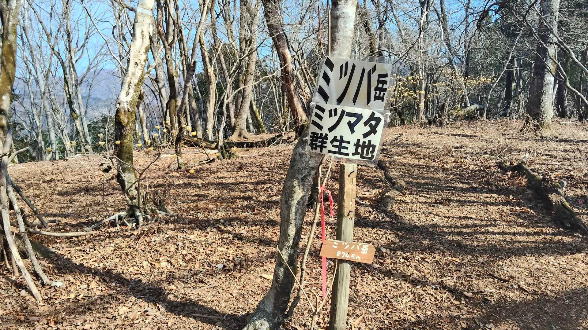 山頂はミツマタあまり無いのね🥲