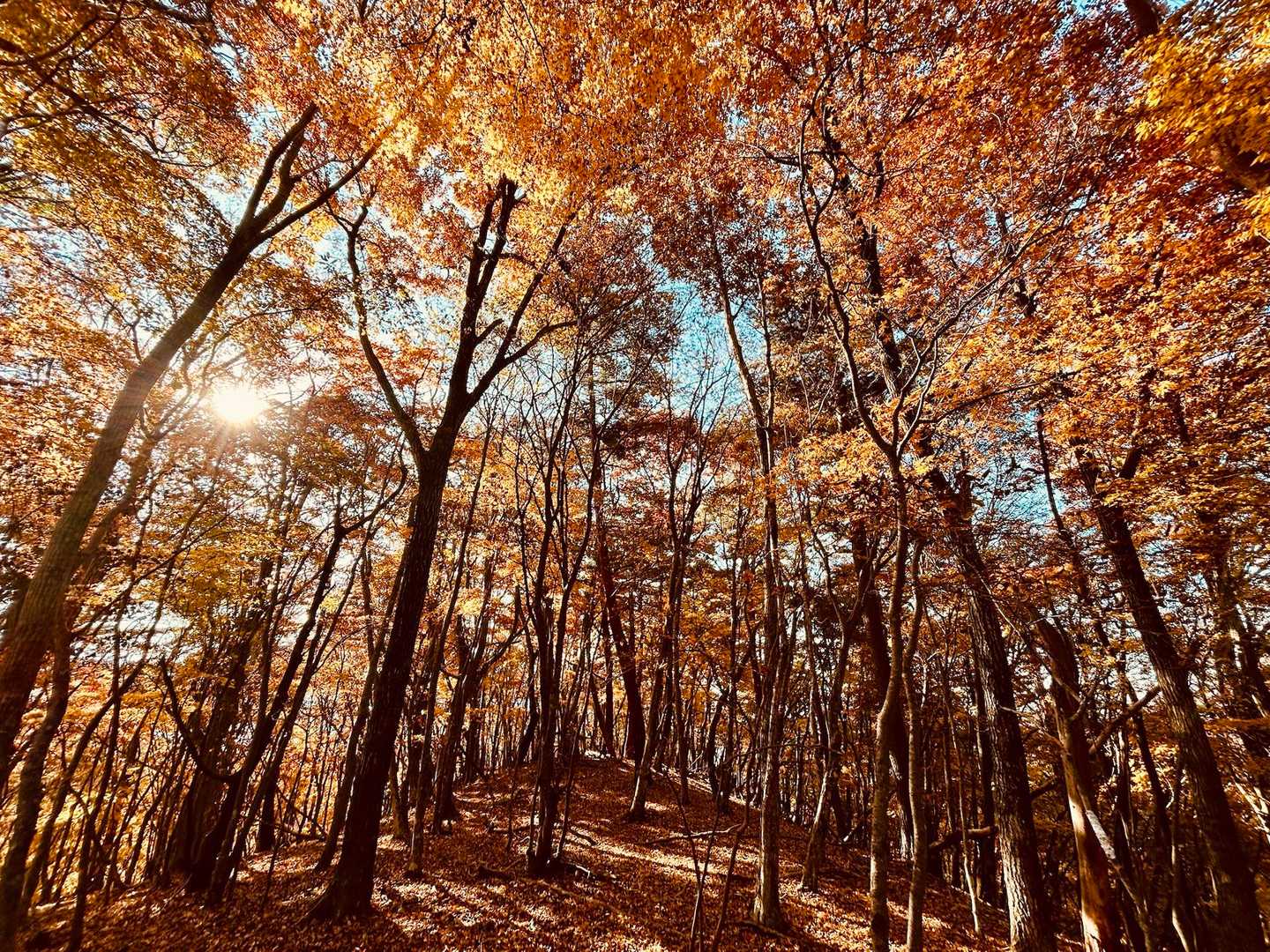 鶯宿峠-滝戸山登山口-滝戸山-名所山-黒坂峠-春日山 周回コースの写真