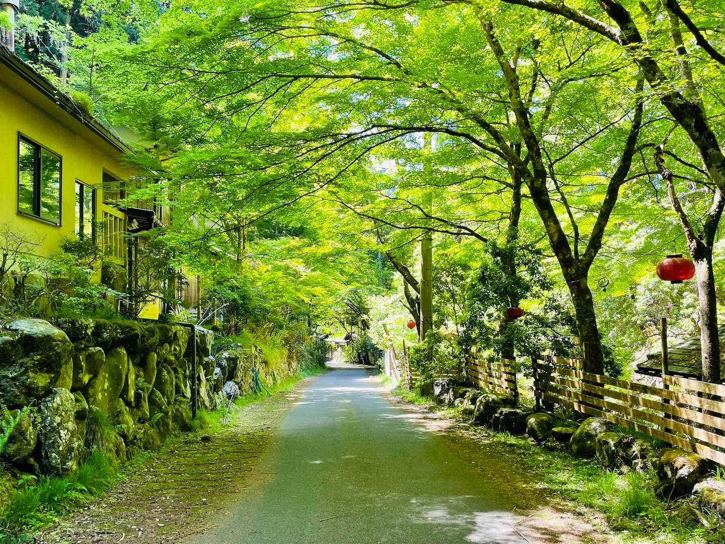 長い長い林道を1時間ほど歩き
やっと雲ヶ畑へ🙌
新緑のトンネルが輝いており美しい🍀🍀