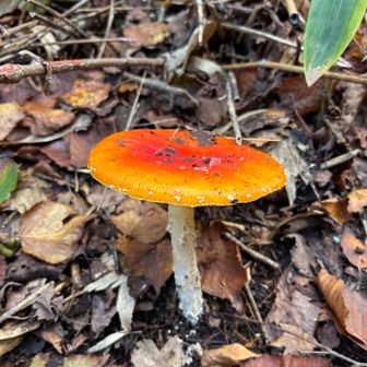 大きなベニテングタケ🍄✨