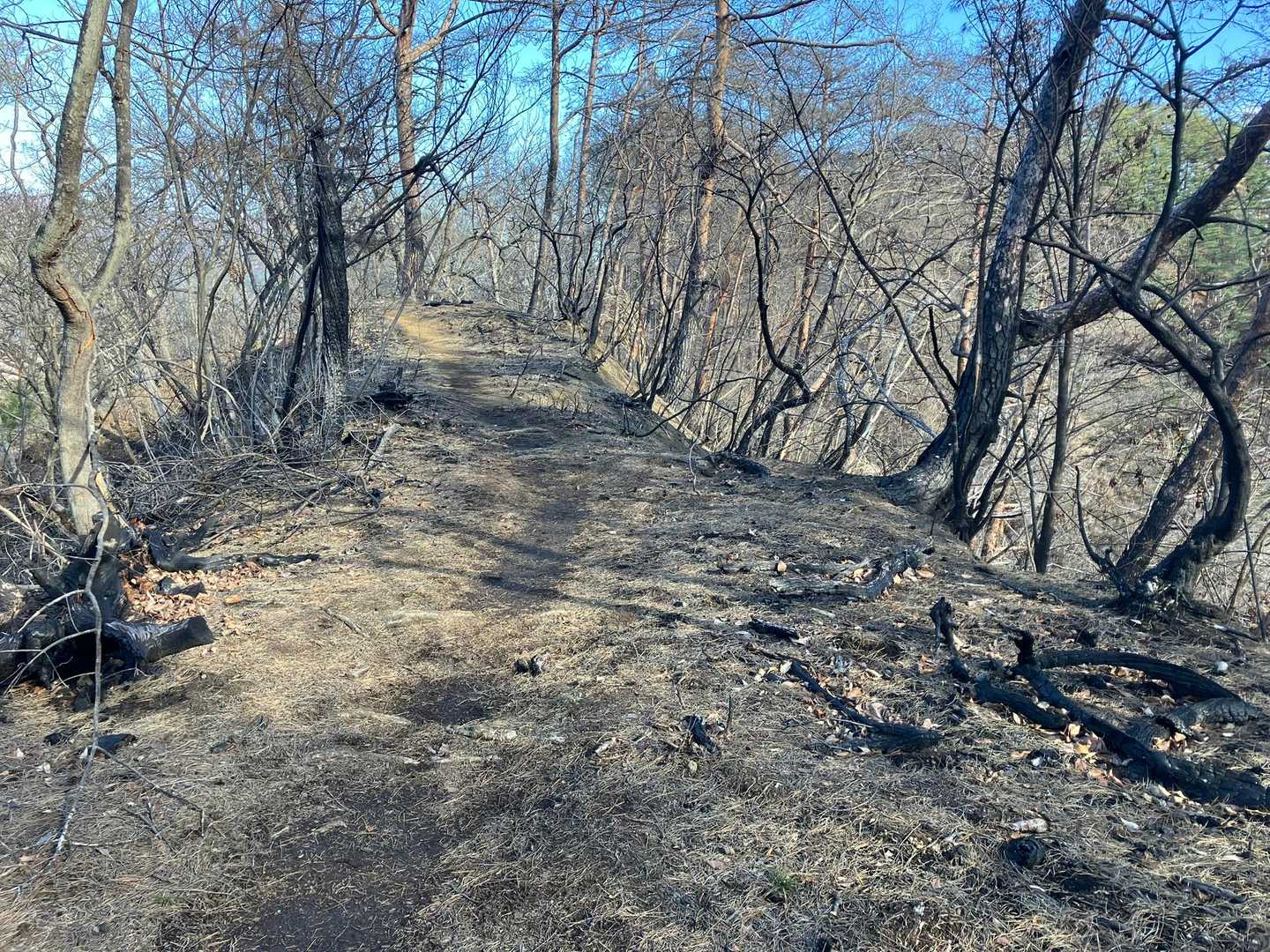 山火事の跡。動物たちも逃げ惑ったんだろうなぁ