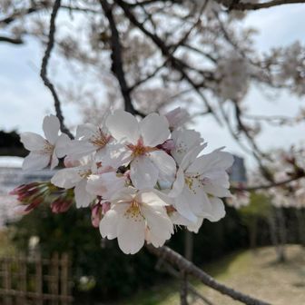 こぶた（元こじか）
