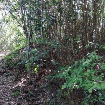 登山道右のこんもりした所が、城の本郭東端っぽい