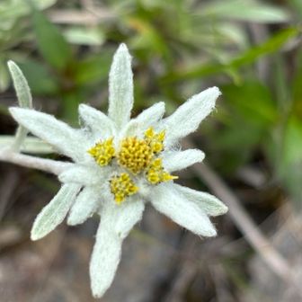 エーデルワイス💠