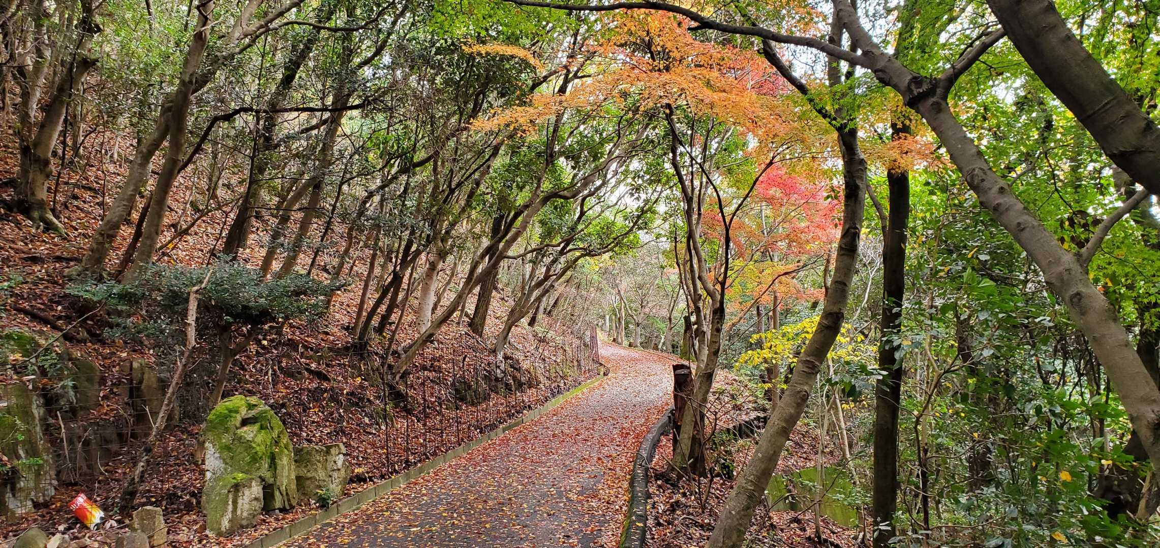 紅葉の舗装路を登って行きます☺️