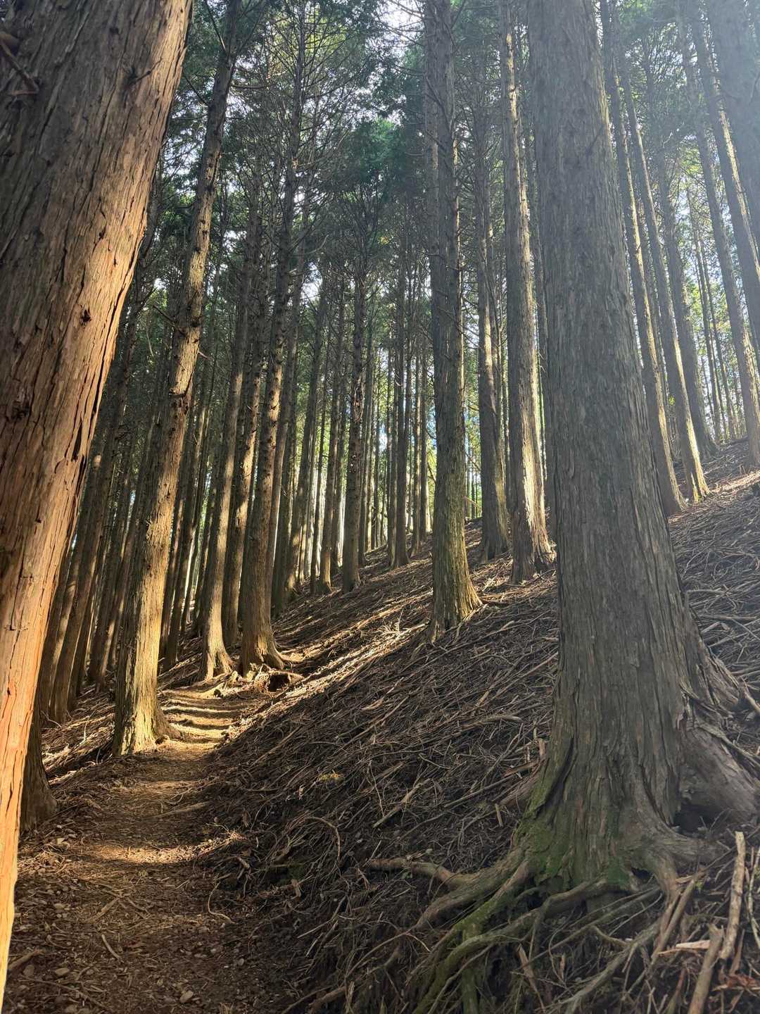 竜爪山（文珠岳） 往復コースの写真