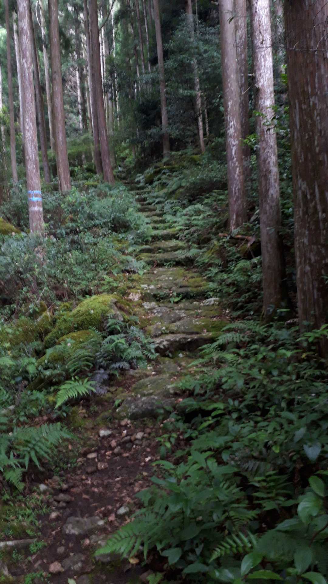 登山道開始