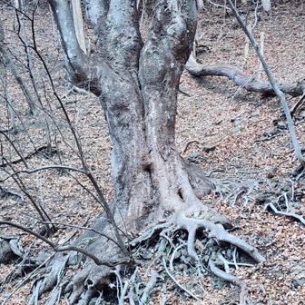 オハヨウ！(#^^#)