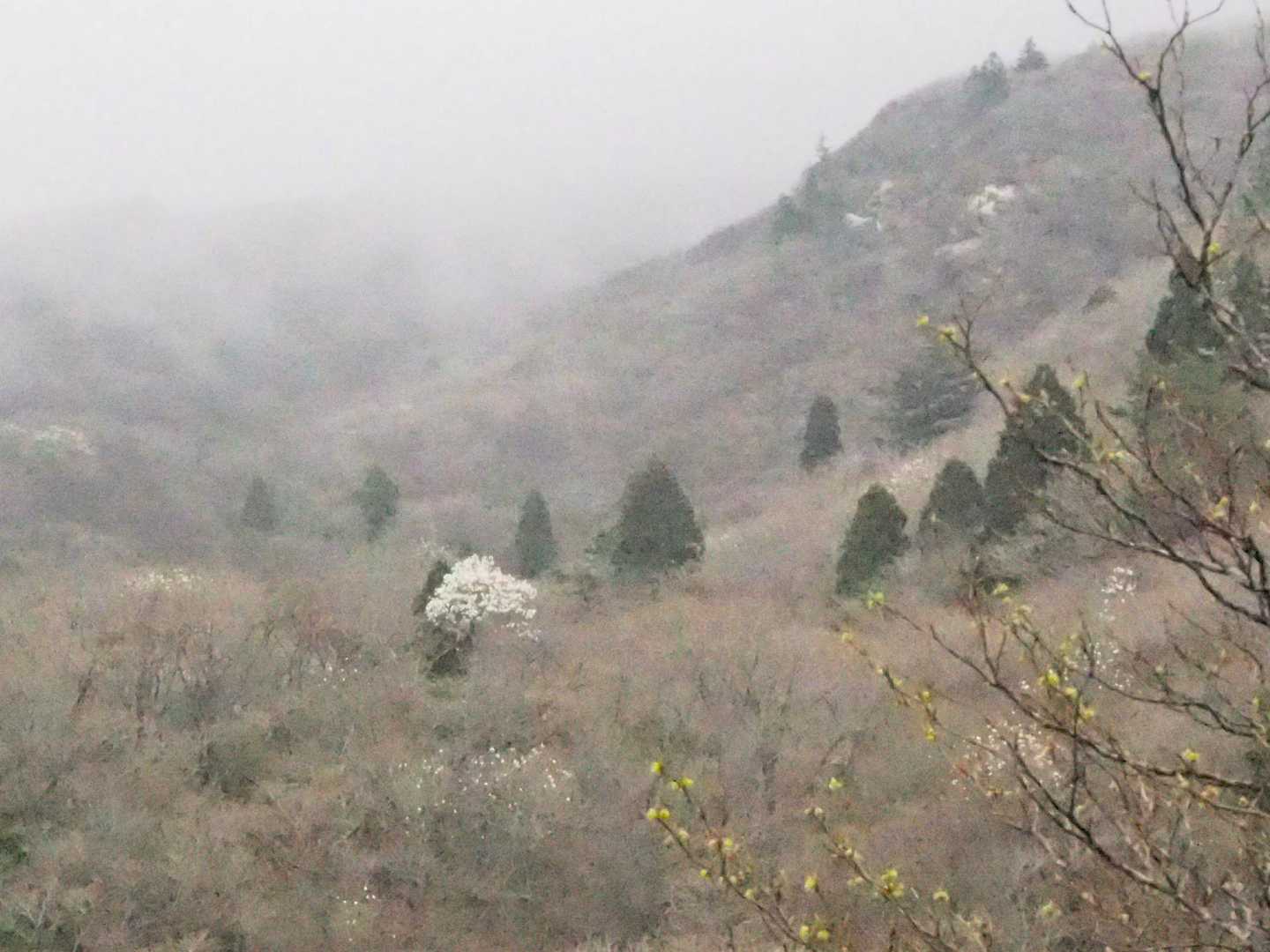 山腹にはタムシバがちらほら