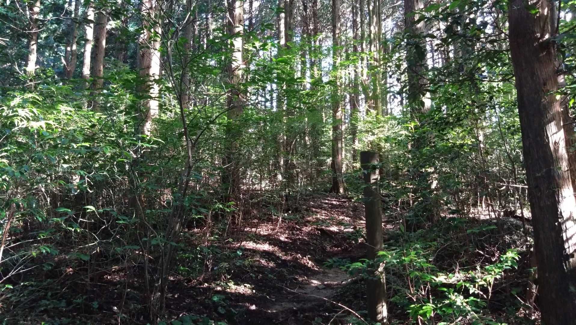 坂本峠-蛤岳 往復コースの写真