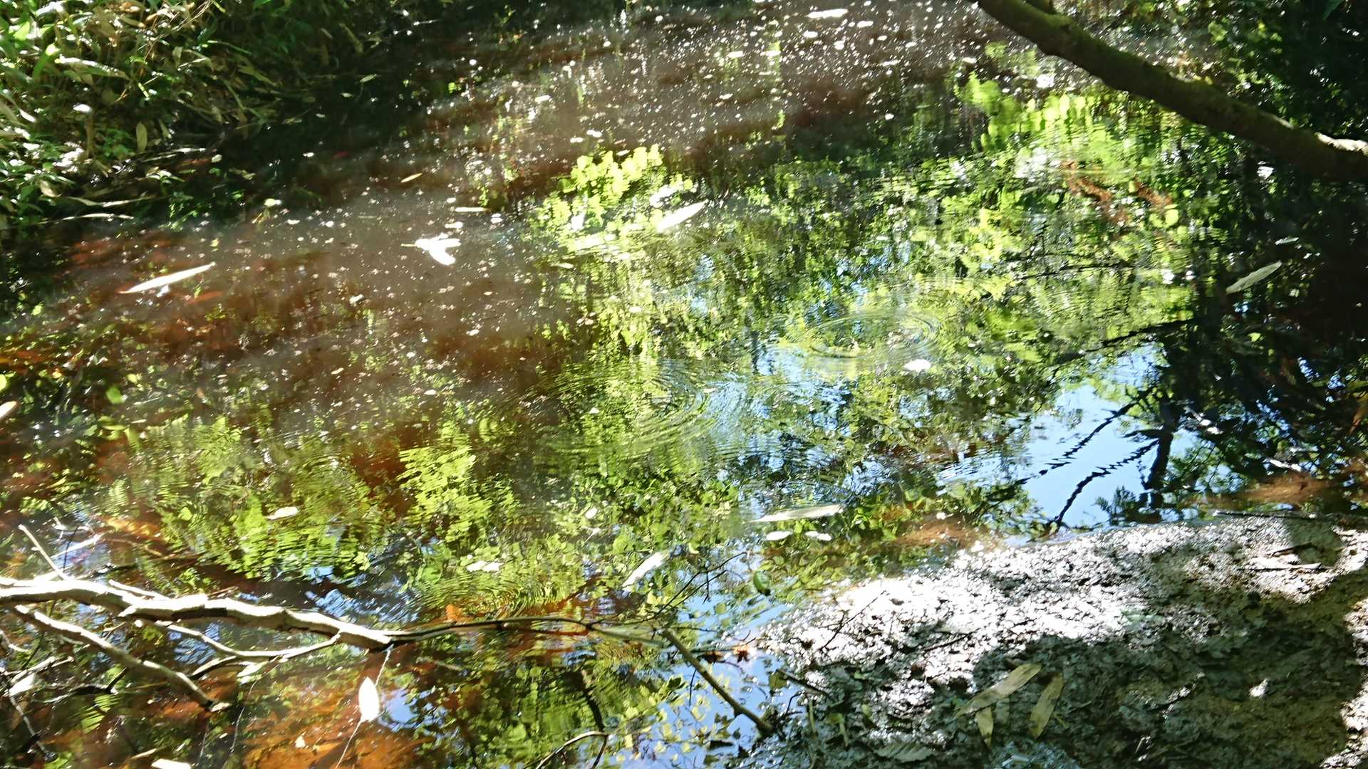 水面に映る木々がきれい