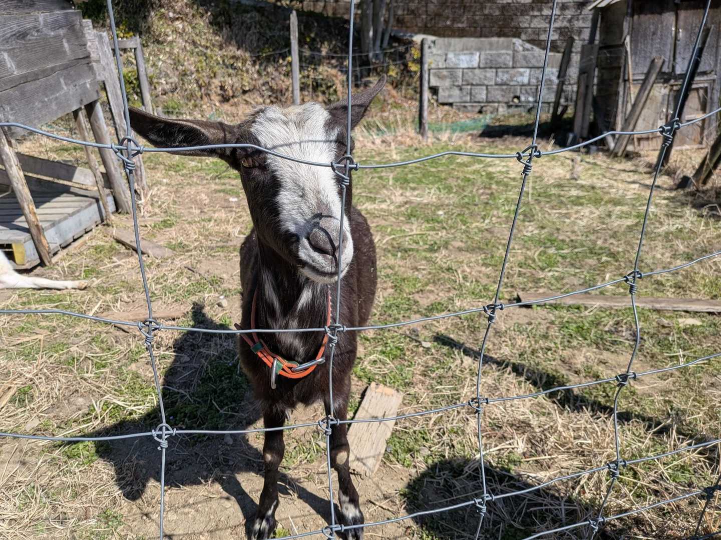 こちらはヨルちゃん🐐
らぴさんが呼んだら近くに来てくれました