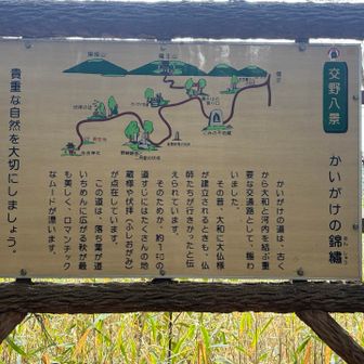 通る人も少ないのだろう、落ち葉が一面に積もり荒れ果てているなぁと思ってしまいました😓

落ち葉が広がるロマンチックな道なのです
失礼しました