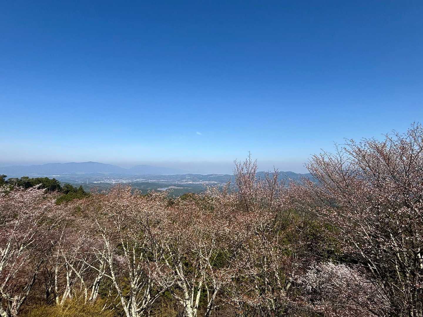 ここは、ちょっと葉桜だ
往路は登ることに専念したいので桜の写真はここまで
黙々と登ります