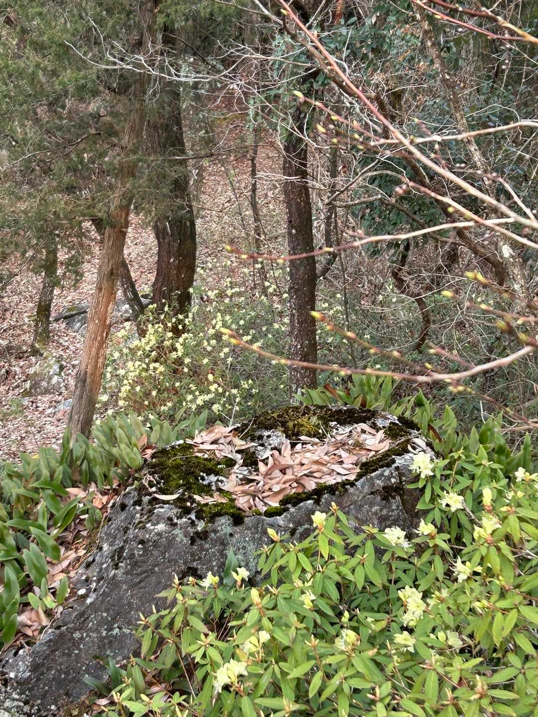 どうやら日当たりのいい場所の株だけ先に咲いたよう
岩の下の株はまだまだ蕾が固かったから、来週も楽しめそうですね