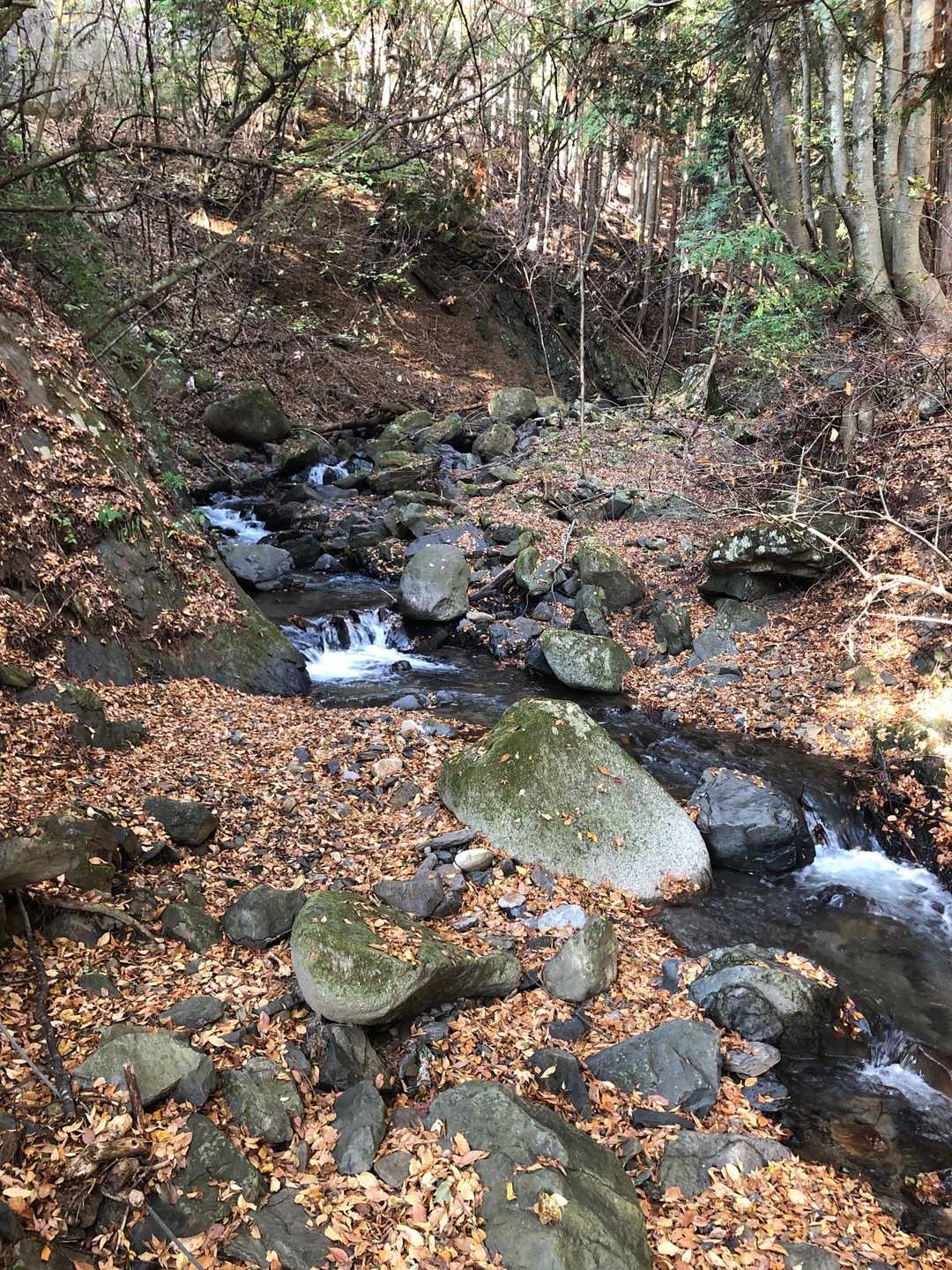 滝子山 往復コースの写真