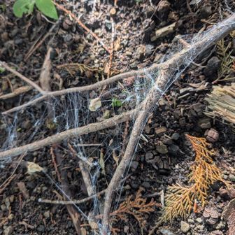 破線の鳥手山コースは何度来てもルート不明瞭
なんか毎回倒木増えてる？
クモの巣がすげーと思ってたらイモムシが糸吐いてぶら下がっていたみたいで枝3本くらいこんな状態になった
糸まみれイモムシまみれ