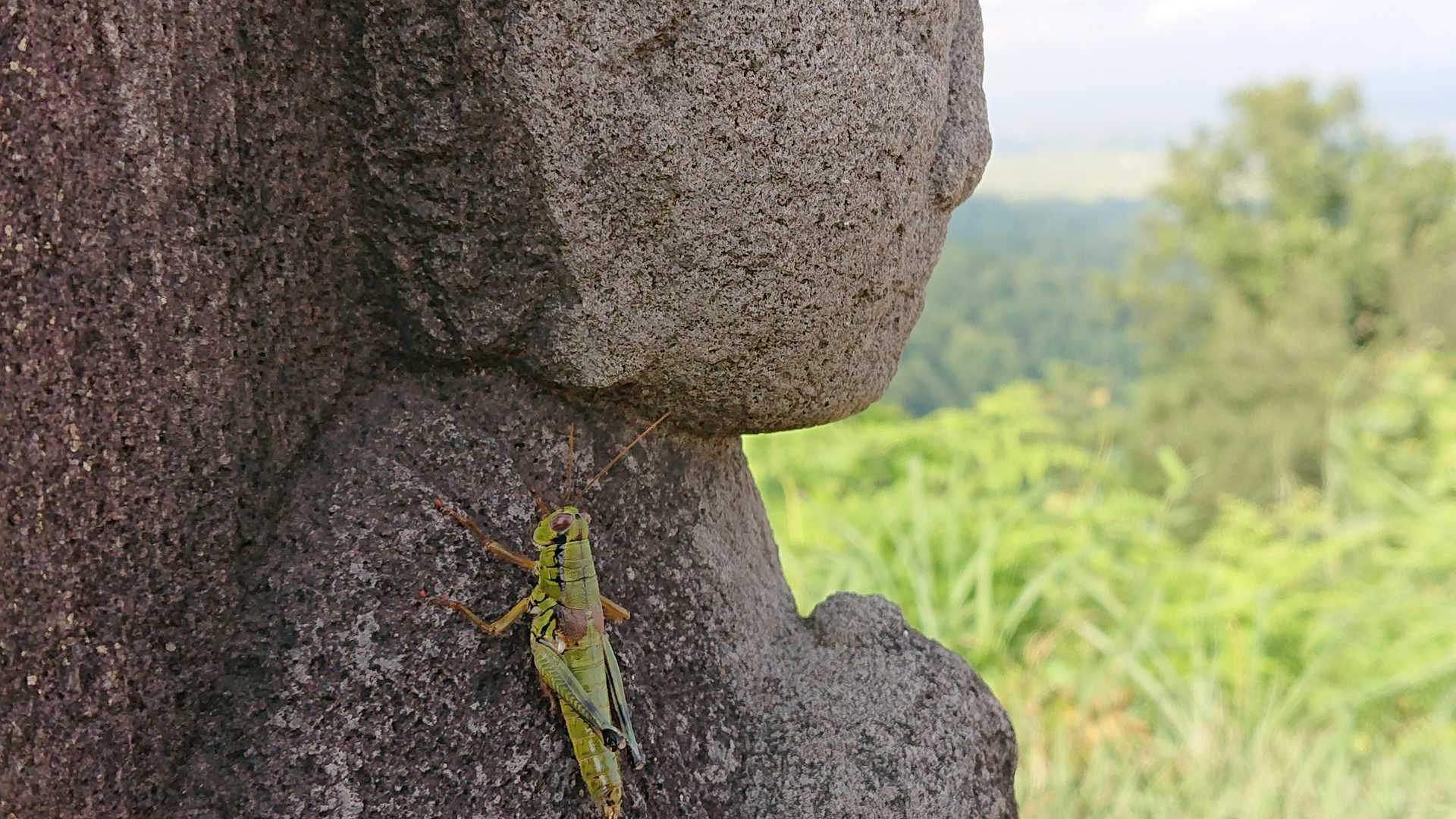 いなごさん