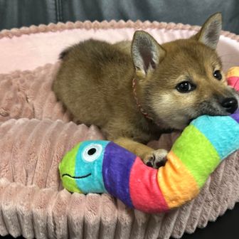 探犬家いろは🐾