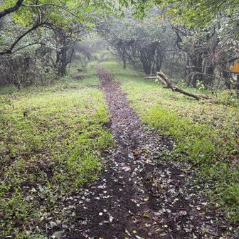 こんな感じの広い尾根道が続きます