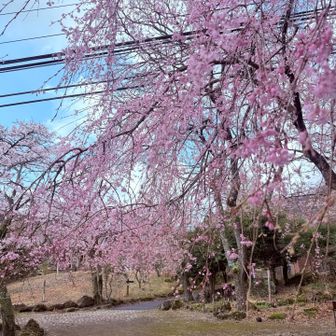 　　枝垂れ桜🌸
