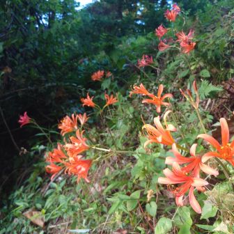 皆さんよく撮っているキツネノカミソリだそうだ。案内看板はいつも見ているのに花ははじめてみました。