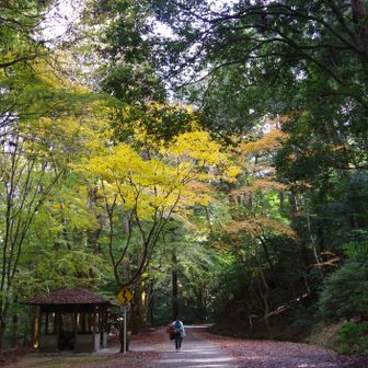 若草山・芳山・高円山 ここまでは静かな散歩を楽しめました👏