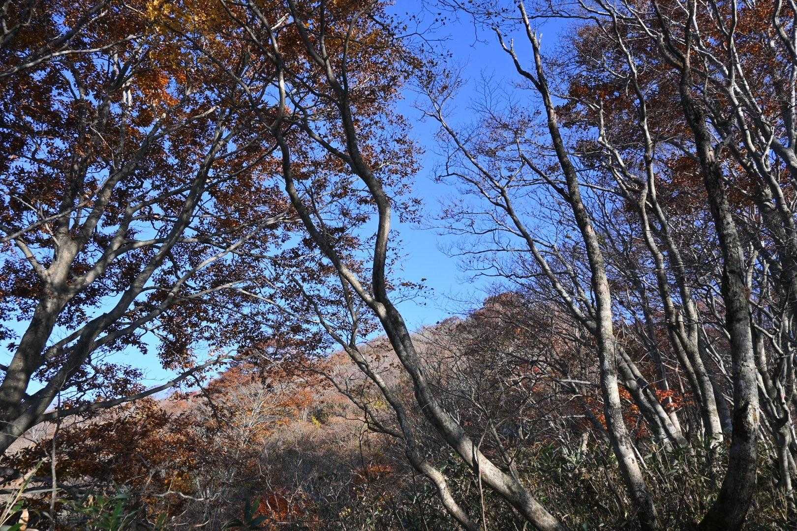 金糞岳-白倉岳 往復コースの写真