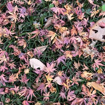 自然はきれいだ