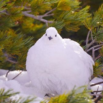 雷鳥もふもふ🐦立山 / まいこの登山データ | YAMAP / ヤマップ