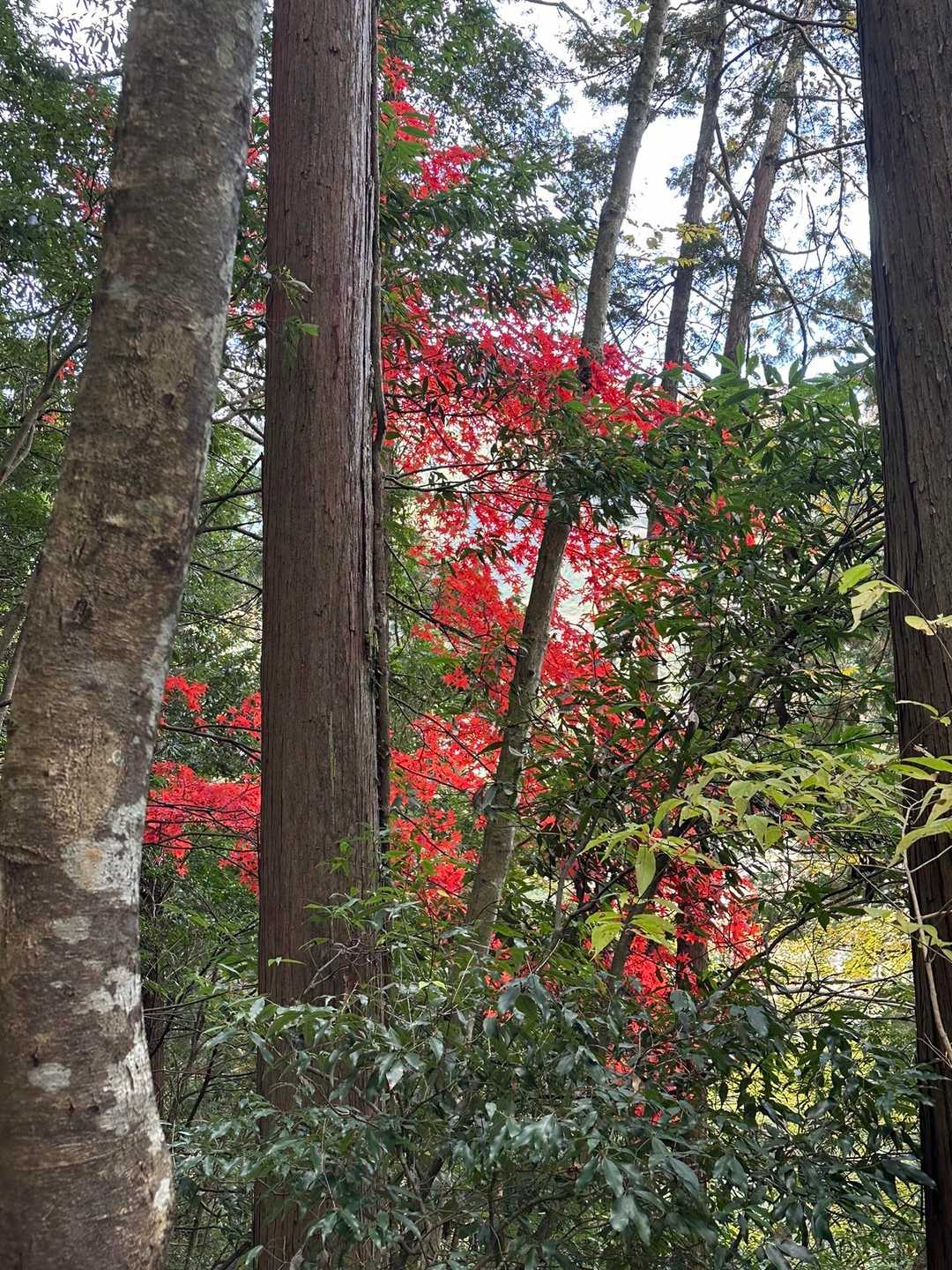 赤が燃えてる