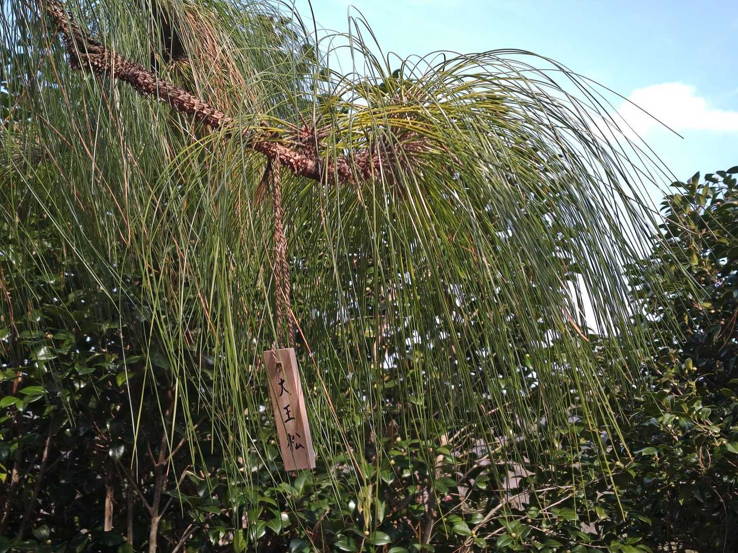 花以外にも珍しい植物が！
『大王松』すごく長い松葉