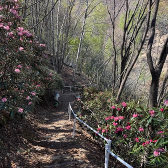 御巣鷹山までの登山道にも沢山のシャクナゲがありましたがあちらは少し標高が高いので開花はもう少し先になりそうです。
小さな子供も亡くなっているので小さな鯉のぼりも墓標に供えられていました。
この先で、登る際に見たご遺族有志の方のあの言葉を見てまた泣きながら歩きました。