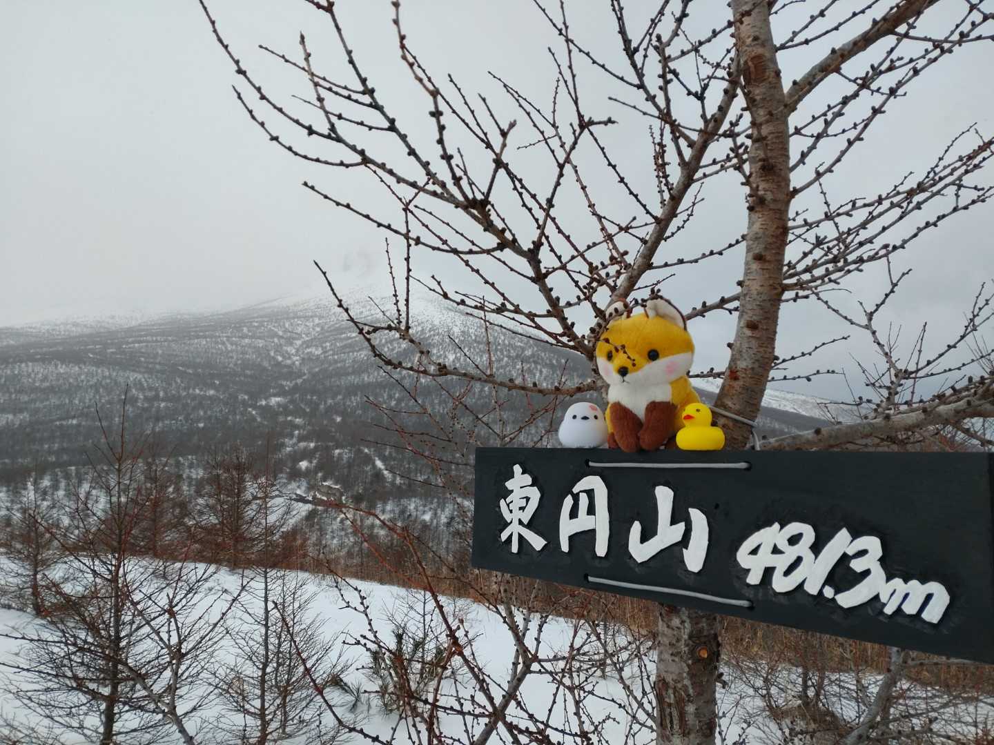景色は残念
シマエナガかわ(｡☌ᴗ☌｡)