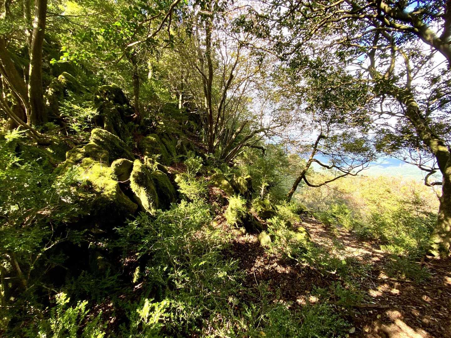 縦走路から古処山山頂に向かう分岐に進入。
ここにも苔むす石灰岩露頭が現れてきます。