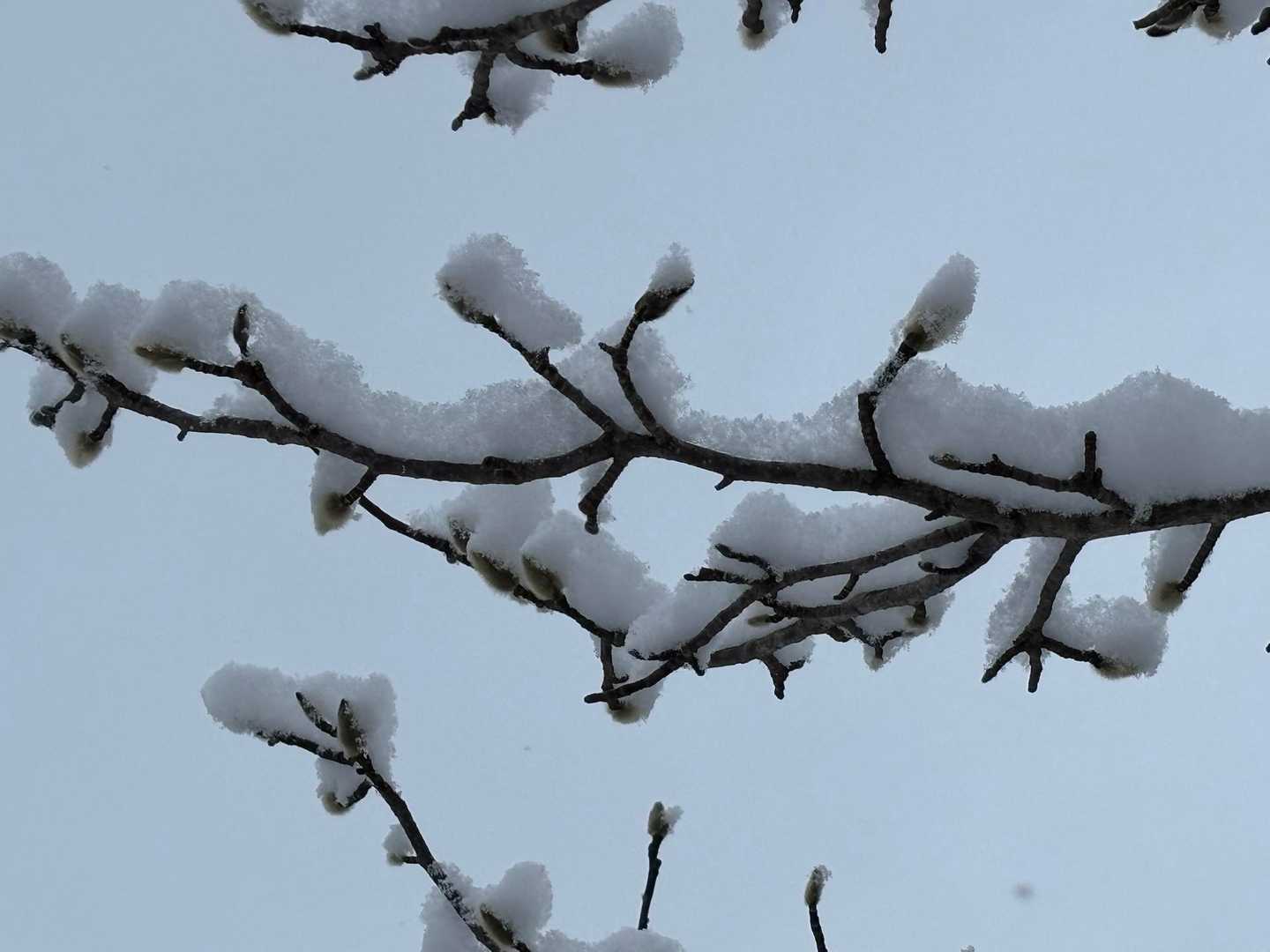 ふわふわの花芽にふわふわの雪！