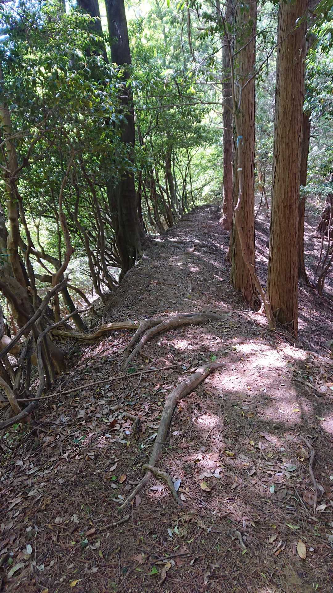 いい感じの尾根道です。