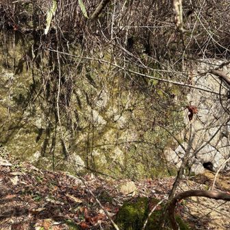 六甲山・長峰山・摩耶山 また谷止工
際限なく出てくる