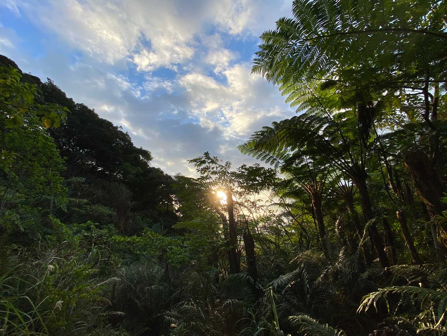 沖縄県最高峰・石垣島の屋根「於茂登岳」の写真