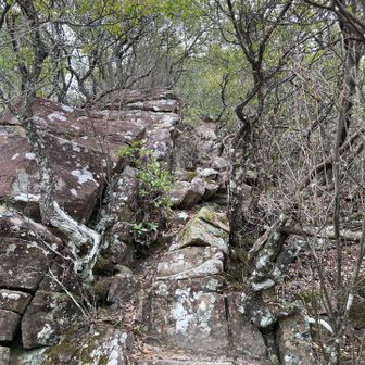 大坂山へ最後の急登