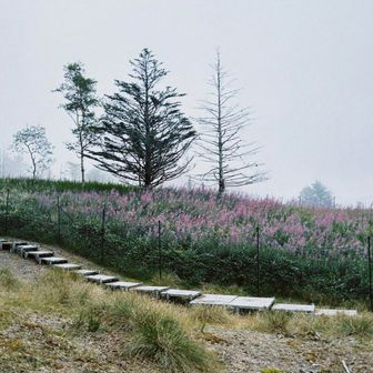 満開もみてみたい