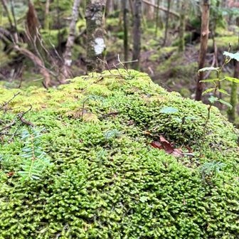 今日は一日中　色んな苔を楽しんだ