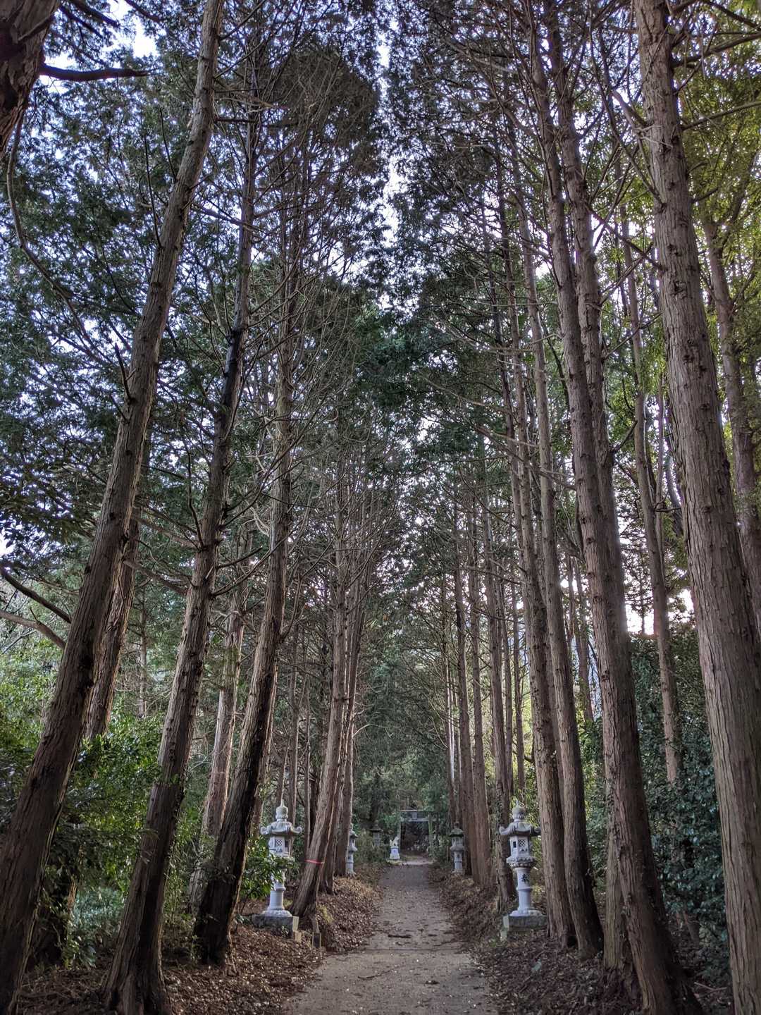 この杉並木を歩きたかったんです♡