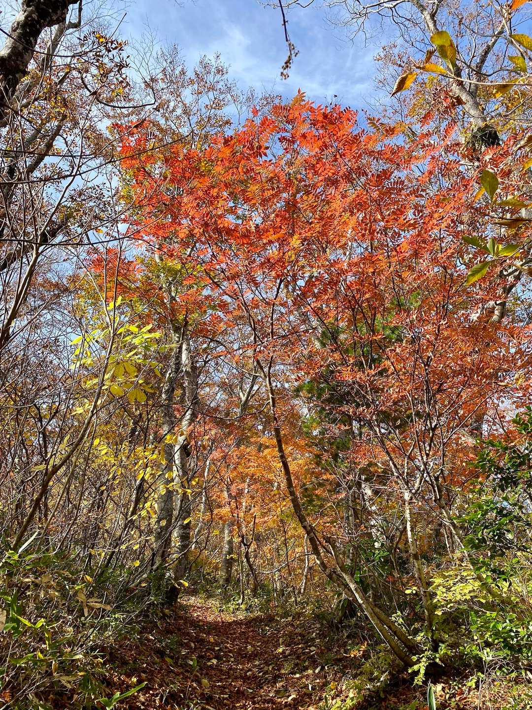 鶴平新道登山口-赤頭山 往復コースの写真