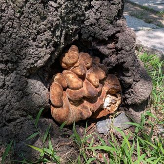 🍄‍🟫❓🍄‍🟫❓🍄‍🟫❓🍄‍🟫