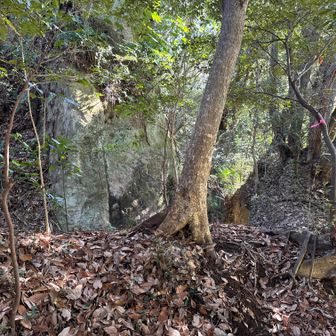 三叉路右は下山、左直進は本城山