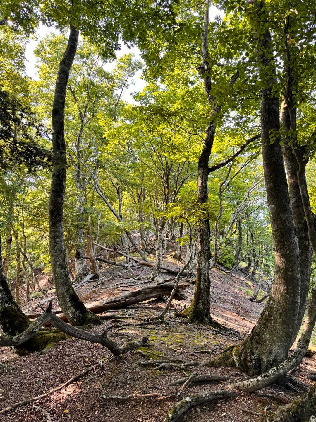 皆子山登り口-皆子山 往復コースの写真