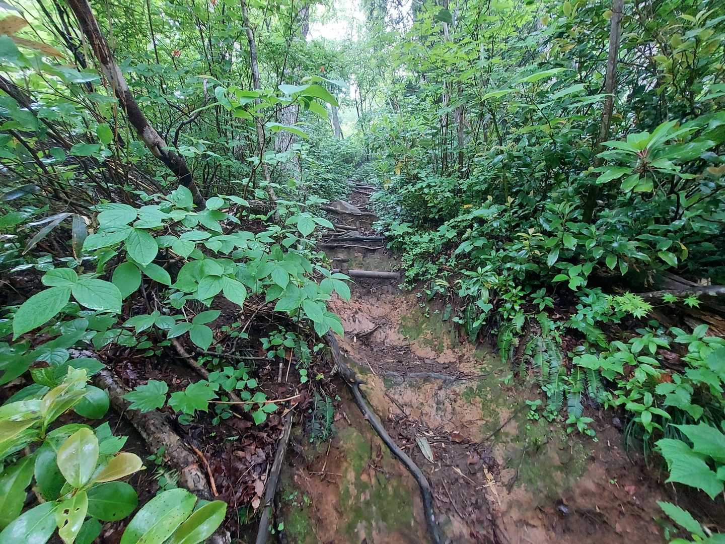 ぎょえ〜😱　朝までの雨でぬかるみの急登😵