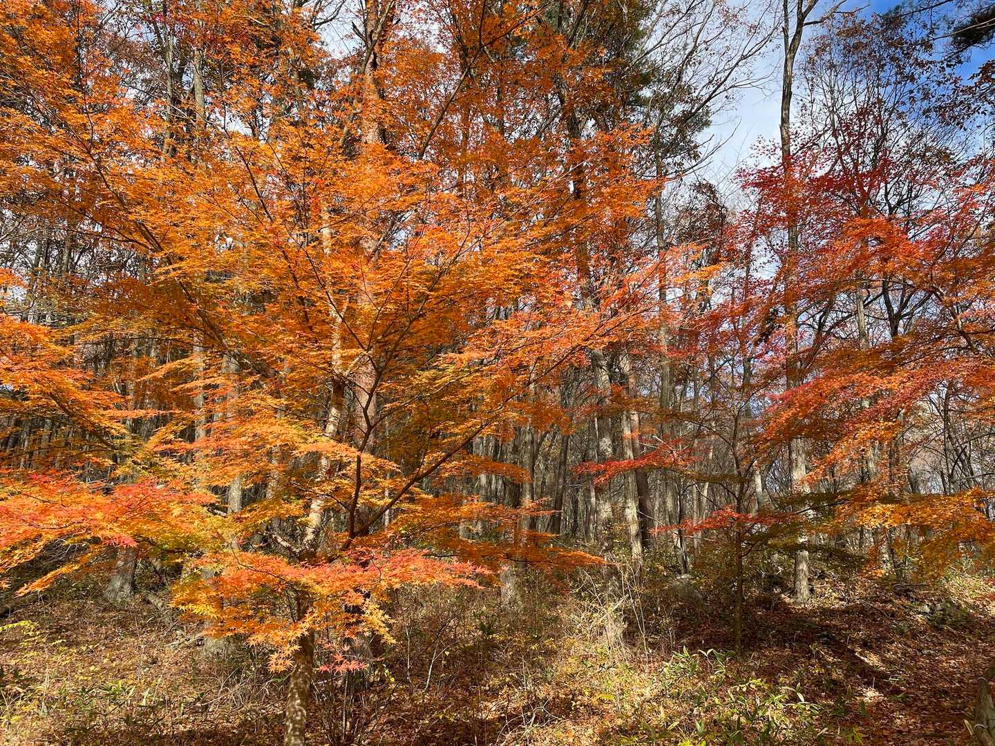 ジュピアランドの紅葉